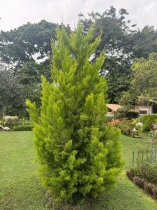 Gardens