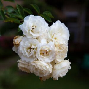 garden-gallery-6-550x550