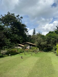 Garden 1