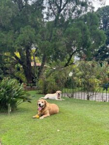 Garden 2